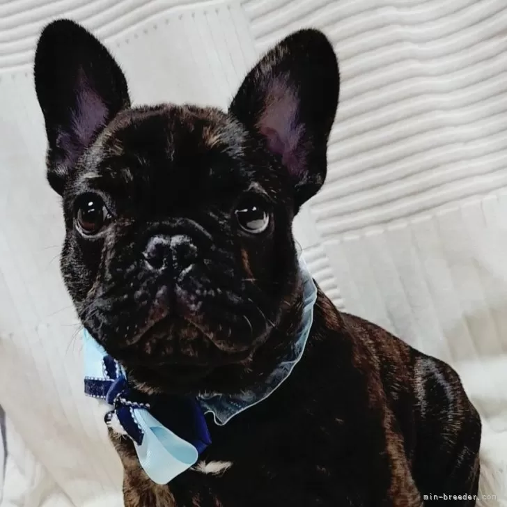 バカボンのパパ 様のお迎えした子犬