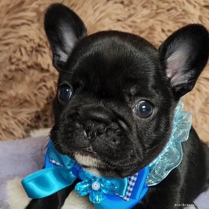 フレンチブルドッグ【栃木県・男の子・2025年10月12日・ブリンドル】の写真1