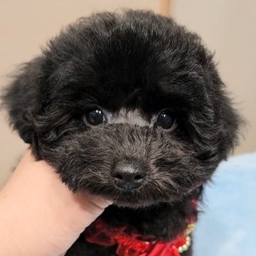 トイプードル(タイニー)【栃木県・女の子・2025年8月11日・ブラック又はシルバー】の写真「車の移動慣れっこです」