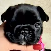 フレンチブルドッグ