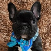 フレンチブルドッグ