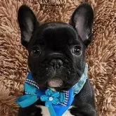 フレンチブルドッグ