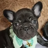 フレンチブルドッグ