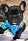 フレンチブルドッグ【栃木県・男の子・2025年10月12日・ブリンドル】の写真2