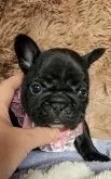 フレンチブルドッグ【栃木県・女の子・2025年10月12日・ブリンドル】の写真6