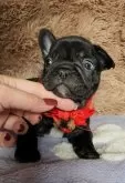 フレンチブルドッグ【栃木県・女の子・2025年10月12日・ブリンドル】の写真7
