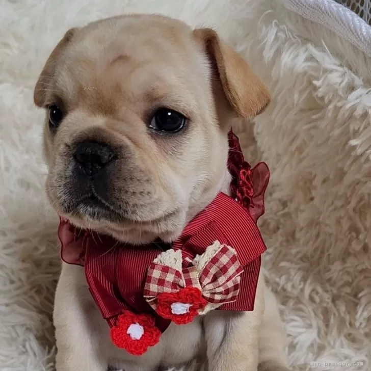 Y.K 様のお迎えした子犬