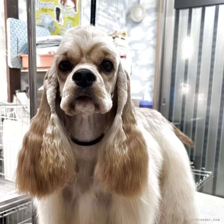 ID：2409-07184の子犬