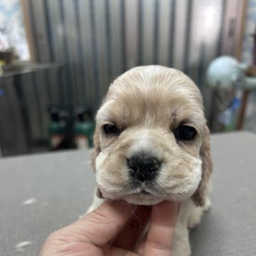 アメリカンコッカースパニエル【鹿児島県・男の子・2024年12月5日・バフ】の写真「兄貴肌」