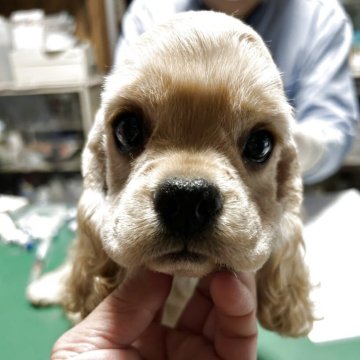 アメリカンコッカースパニエル【鹿児島県・女の子・2025年8月21日・バフ】の写真「ちっちゃいけどやんちゃ姫」