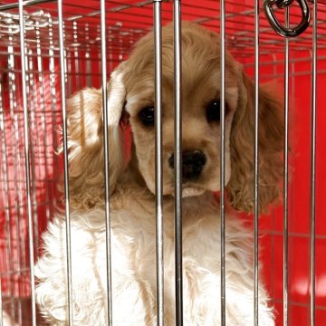 アメリカンコッカースパニエル【鹿児島県・男の子・2025年8月21日・バフ】の写真「甘えん坊くん。（キュン）鳴いてトイレアピール出来る」