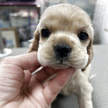 アメリカンコッカースパニエル【鹿児島県・男の子・2025年4月3日・バフ】の写真「女の子顔した男の子」