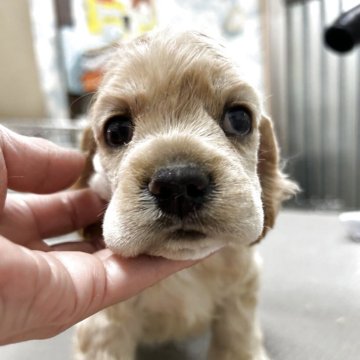 アメリカンコッカースパニエル【鹿児島県・男の子・2025年8月21日・バフ】の写真「食欲旺盛くん」