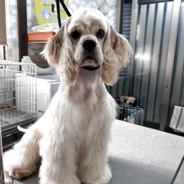 アメリカンコッカースパニエル【鹿児島県・女の子・2024年10月17日・バフ】の写真「姉妹犬、デビュー戦ベストパピーインショー3rd入賞」