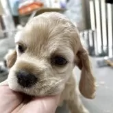 アメリカンコッカースパニエル