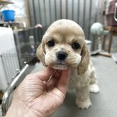 アメリカンコッカースパニエル