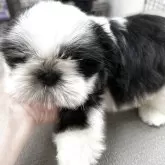 シーズー【鹿児島県・女の子・2025年5月8日・ブラック&ホワイト】の写真2