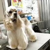 アメリカンコッカースパニエル【鹿児島県・女の子・2024年10月17日・バフ】の写真3「姉妹犬ブラックさんと」
