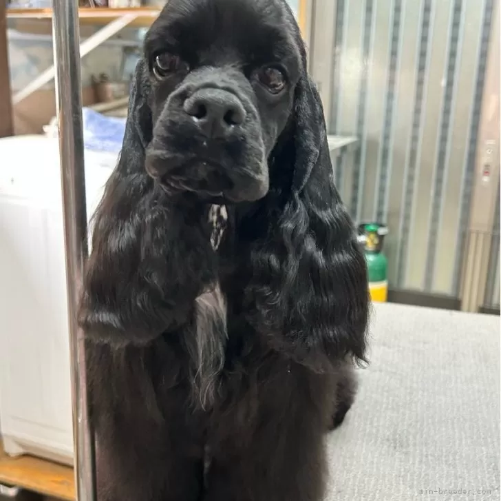 みちえ 様のお迎えした子犬