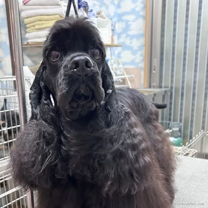 ID：2401-03647の子犬