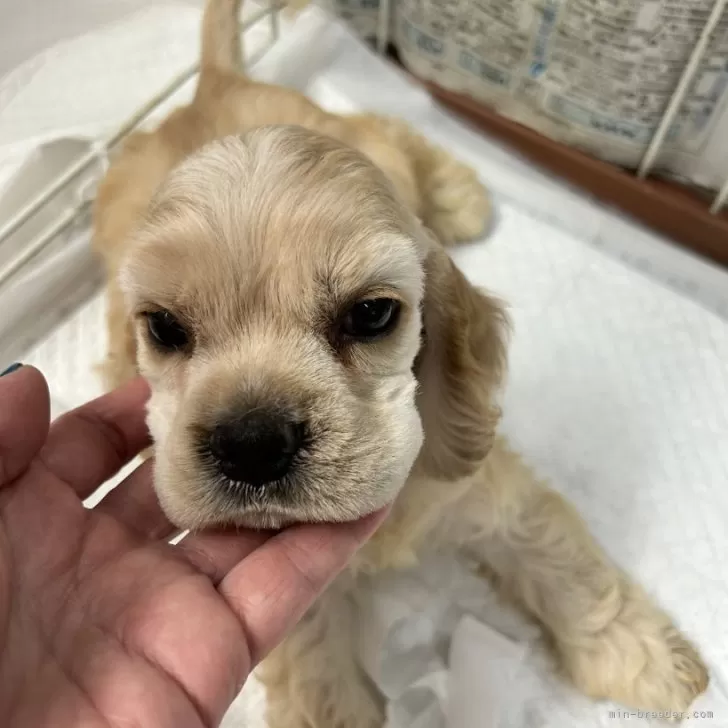 ID:2405-04146の子犬