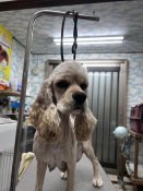 アメリカンコッカースパニエル【・女の子・2021年4月1日・バフ】