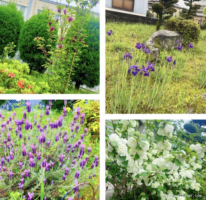 広々お庭で毎日のびのびと♪敷地280坪｜加藤田　薫(かとうだ　かおる)ブリーダー(福岡県・チワワ(ロング)など・JKC登録)の紹介写真3