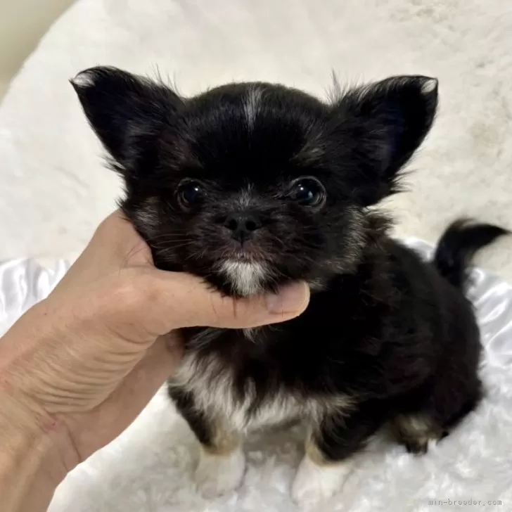 ID：2412-00698の子犬