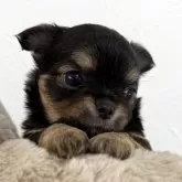 チワワ(ロング)