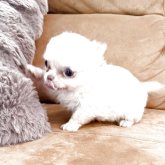 チワワ(ロング)