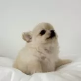 チワワ(ロング)