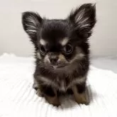 チワワ(ロング)【福岡県・女の子・2025年6月20日・ブラックタン】の写真4「おっとりさん。甘えん坊で、抱っこが大好き❤」