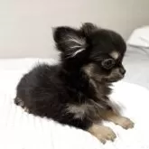 チワワ(ロング)【福岡県・女の子・2025年6月20日・ブラックタン】の写真8「構成がとても良いです。横から見ると、マズルが短くキュートさがわかります。」