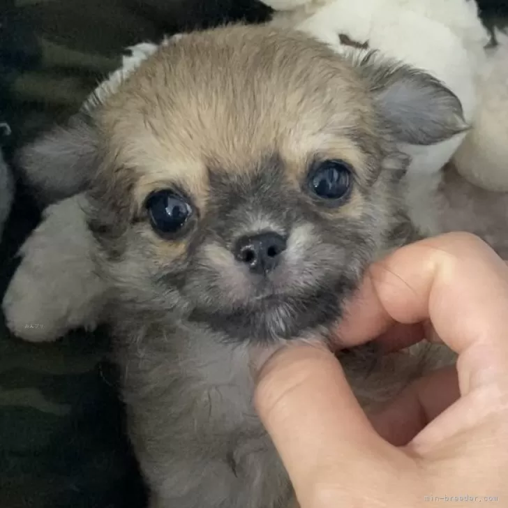 k 様のお迎えした子犬