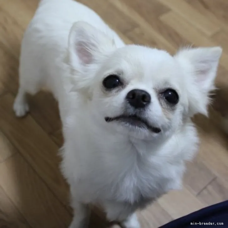 ID：2306-00442の子犬