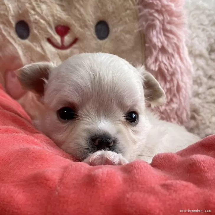 ID:2403-06196の子犬
