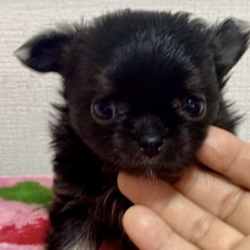 チワワ(ロング)【福岡県・男の子・2024年8月18日・ブラックタン】の写真「お目目クリクリ、キラキラです♪」