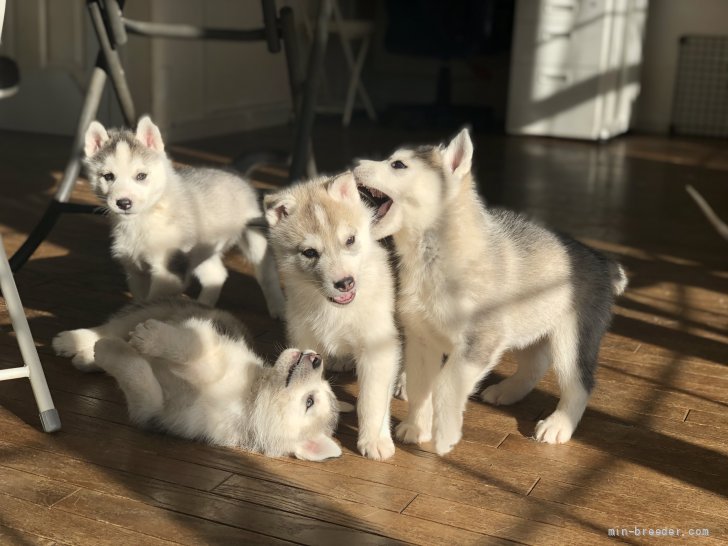 小栗　剛(おぐり　たけし)ブリーダー(埼玉県・シベリアンハスキー・JKC登録)の紹介写真1