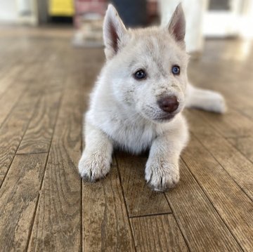シベリアンハスキー【埼玉県・男の子・2024年1月22日・キャラメル&ホワイト】の写真「元気に発育中です。」