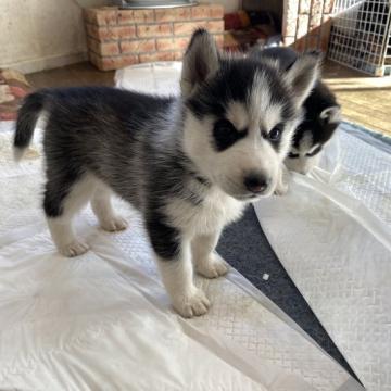 シベリアンハスキー【埼玉県・女の子・2022年11月1日・ブラック&ホワイト】の写真「元気に発育中です。」