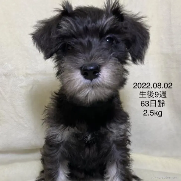 ID:2206-02100の子犬