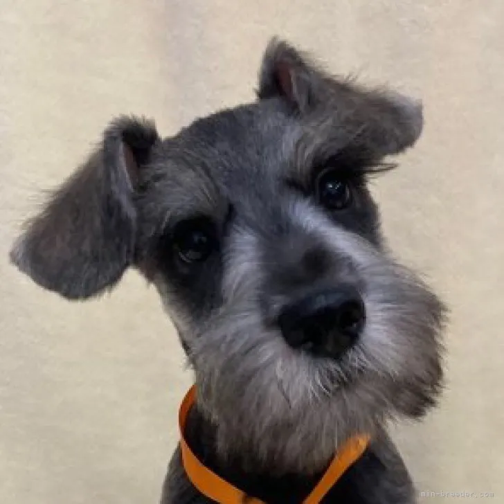 ID:2305-01843の子犬