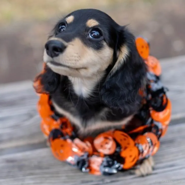 カニンヘンダックスフンド(ロング)【静岡県・男の子・2023年7月18日・ブラックイエロー】の写真1「生後88日目（10月14日撮影）」