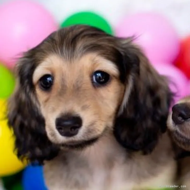 しぇる 様のお迎えした子犬