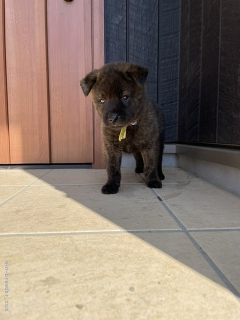 甲斐犬 愛媛県 男の子 21年7月24日 赤虎毛 完売しました ありがとうございました みんなのブリーダー 子犬id 2108 甲斐犬 愛媛県 男の子 21年7月24日 赤虎毛 完売しました ありがとうございました みんなのブリーダー 子犬id 2108