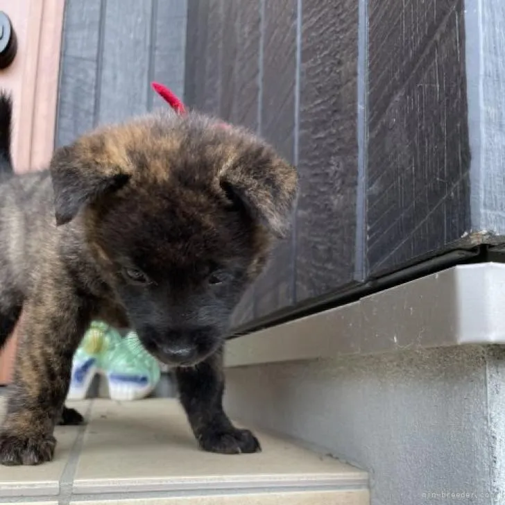 ID:2209-01929の子犬