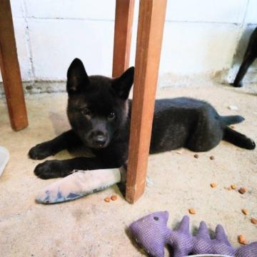 甲斐犬【愛媛県・男の子・2022年6月20日・黒虎毛】の写真「5頭の中で一番しっかりした子」