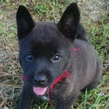 甲斐犬【愛媛県・女の子・2022年6月20日・赤虎毛】の写真「一番小さいが負けん気が強い子‼︎」