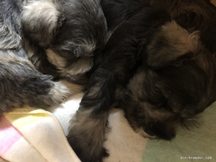 吉田優ブリーダーのブログ：すやすや！