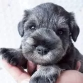 ミニチュアシュナウザー【長崎県・男の子・2025年10月6日・ソルト&ペッパー】の写真12